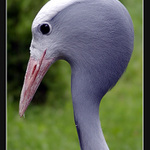 100% profil aneb Lebkoun III.